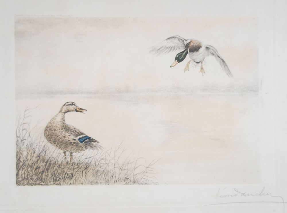 Eau-Forte Danchin - 05 Canards se posant - Two Ducks landing (Original)