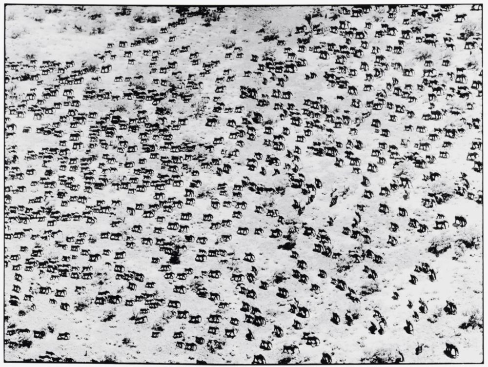 Photographie Beard - 965 Elephants, 