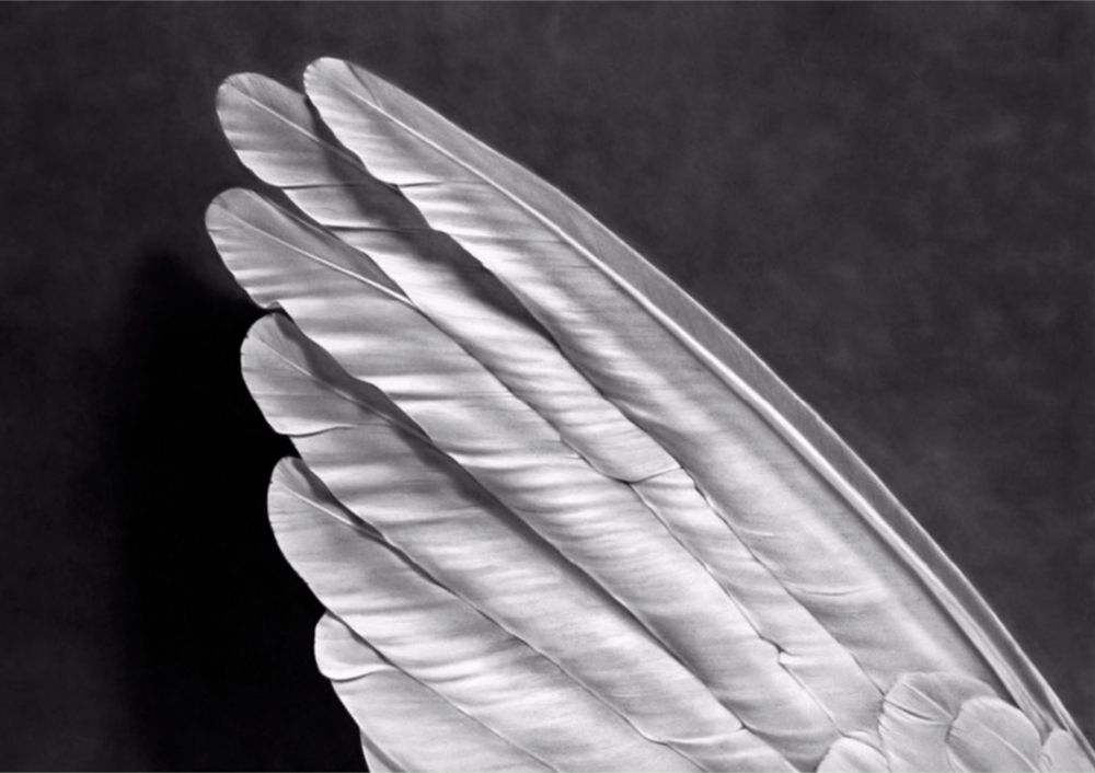 Multiple Longo - Angel's Wing (Small Version)