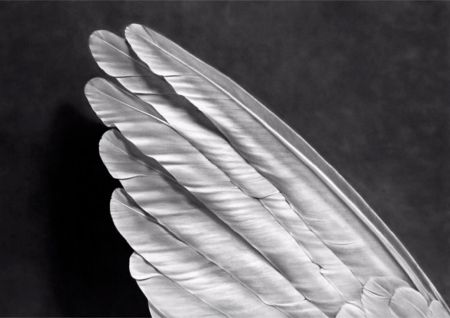 Multiple Longo - Angel's Wing (Small Version)