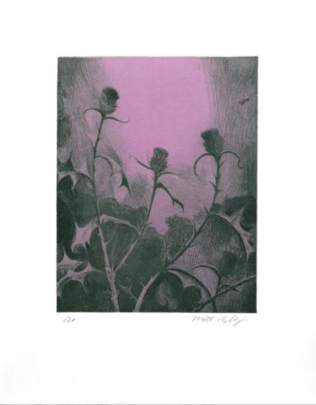 Gravure Bollinger - Dusk Thistle