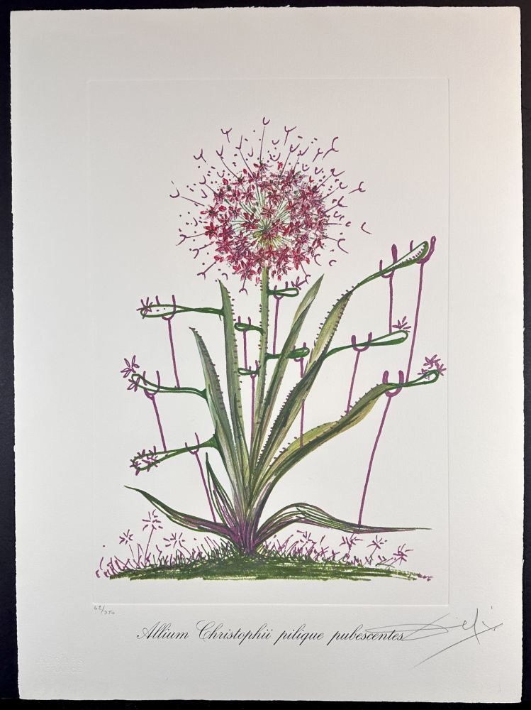 Gravure Dali - Florals Desert Cactus