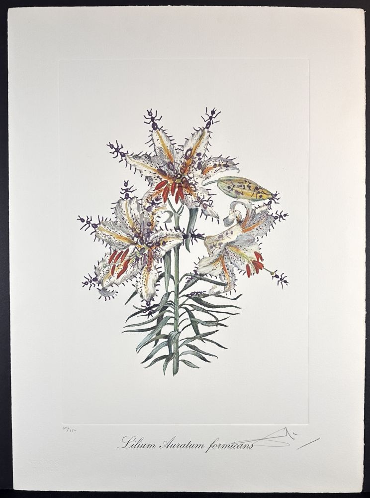 Gravure Dali - Florals Erotic Lily