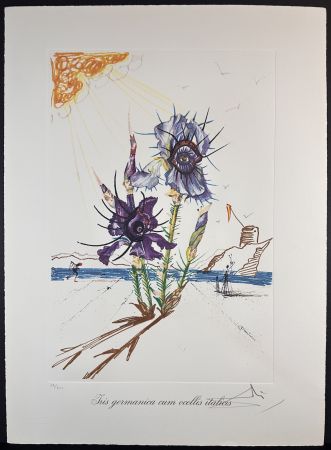 Gravure Dali - Florals Iris of Dali's Youth