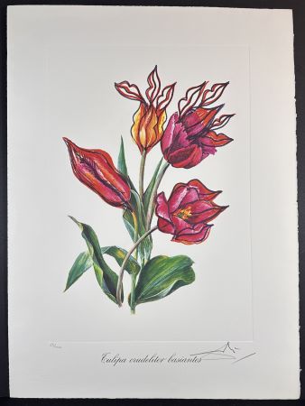 Gravure Dali - Florals Kissing Tulips