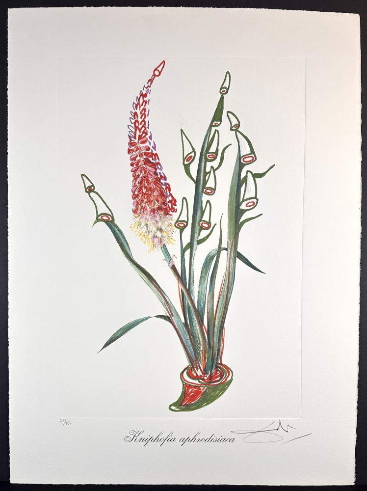 Gravure Dali - Florals Rhinoceros Stock